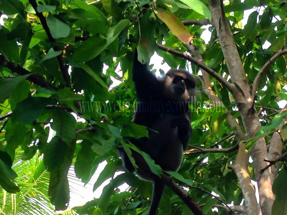 Weligama Bay Eco Villa Luaran gambar